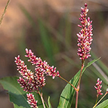 Persicaria senegalensis